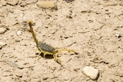 Família encontra mais de 50 escorpiões em casa no interior de SP