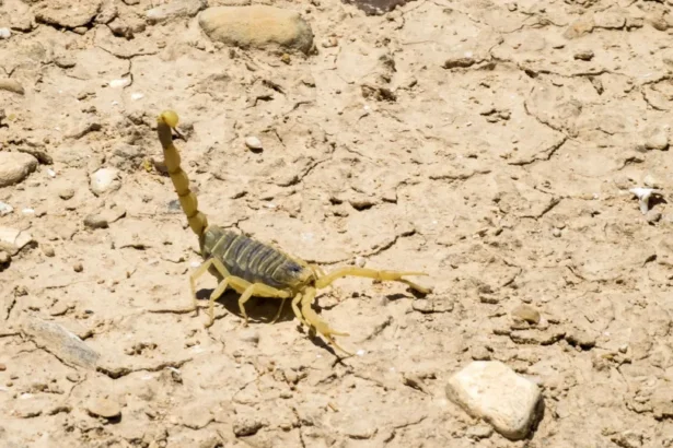 Família encontra mais de 50 escorpiões em casa no interior de SP