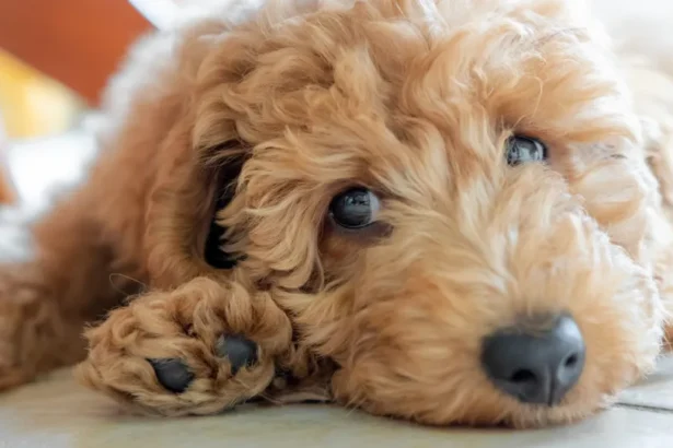Homem é preso após jogar cachorro de rua em córrego em Pato Branco (PR)