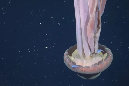 Água-viva gigante rara é avistada em expedição no fundo do mar argentino