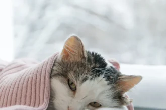 Mulher é presa após arremessar gata do 12º andar de prédio em Curitiba
