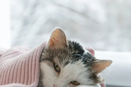 Mulher é presa após arremessar gata do 12º andar de prédio em Curitiba