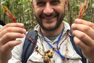 Fungo do “The Last of Us” é identificado em tarântula na Amazônia