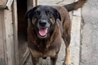 Morte do cão Orelha mobiliza manifestantes em protestos hoje em capitais