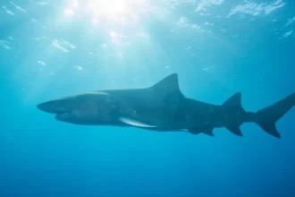Tubarão-cabeça-chata de mais de 3 metros foi responsável por ataque a adolescente