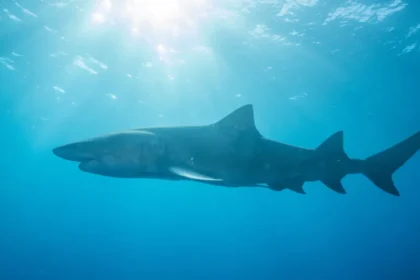 Tubarão-cabeça-chata de mais de 3 metros foi responsável por ataque a adolescente