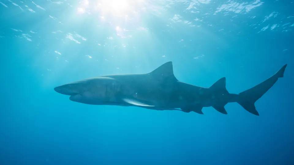 Tubarão-cabeça-chata de mais de 3 metros foi responsável por ataque a adolescente