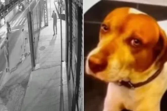 Cachorro comunitário é morto com dez tiros, em mais um caso contra animais no País