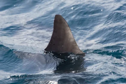 Adolescente de 13 anos morre após ser mordido por tubarão em praia de Olinda, no Pernambuco