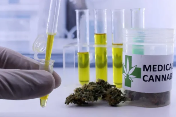Aval da Anvisa ao cultivo da Cannabis é marco contra a repressão a pacientes, dizem associações