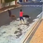 Criança tem o couro cabeludo arrancado ao ser atacada por pit bull