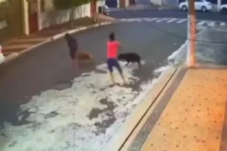 Criança tem o couro cabeludo arrancado ao ser atacada por pit bull