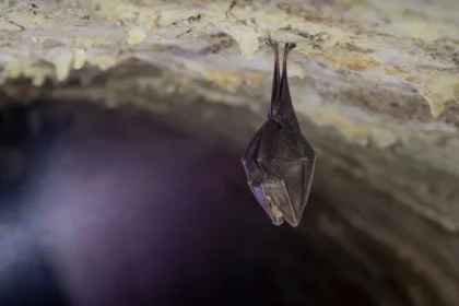 Surto do vírus Nipah põe Índia em alerta e preocupa autoridades da Ásia