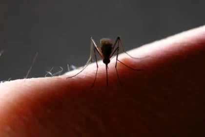 Mosquitos da mata atlântica preferem sangue humano, diz estudo