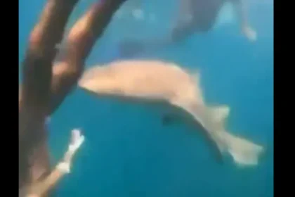 Surfista é mordida por tubarão durante mergulho em Fernando de Noronha