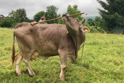 Veronika, a vaca que usa uma vassoura para se coçar. Não acredita? Veja