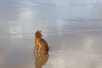 Turista é encontrada morta em praia cercada por cães: “cena horrível”