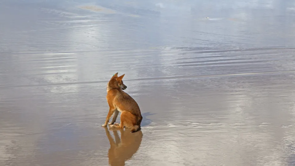 Turista é encontrada morta em praia cercada por cães: “cena horrível”