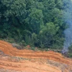 Desmatamento cai 9% na amazônia e no cerrado em 2025
