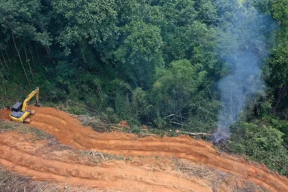 Desmatamento cai 9% na amazônia e no cerrado em 2025