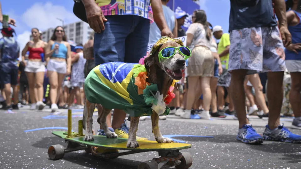 Animais de estimação com fantasias de Carnaval