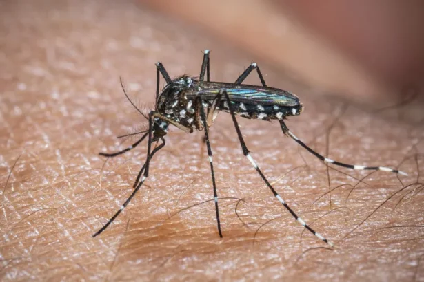 Europa: temperatura alta pode elevar transmissão do vírus Chikungunya