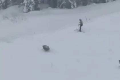 Ursos invadem pista de esqui nos EUA e surpreendem turistas; assista