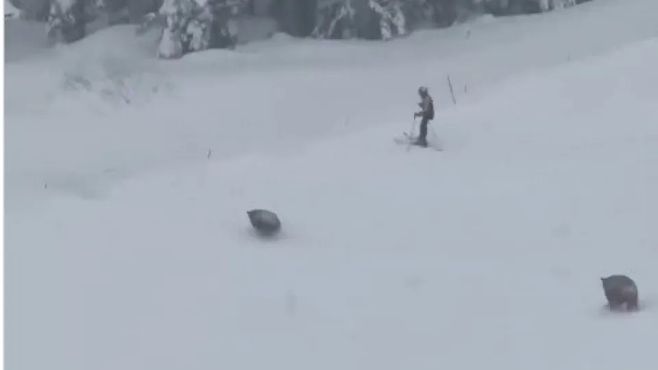 Ursos invadem pista de esqui nos EUA e surpreendem turistas; assista