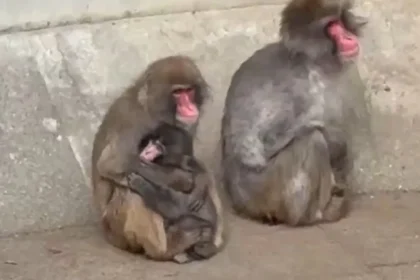 Após conquistar internet, Punch já tem amigos: