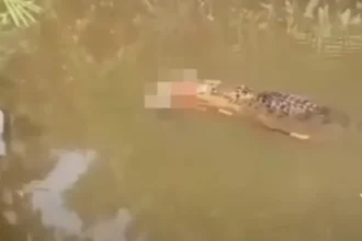 Crocodilo de 6 metros é visto carregando corpo de mulher desaparecida