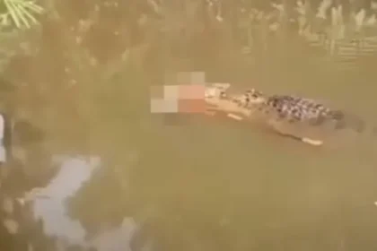 Crocodilo de 6 metros é visto carregando corpo de mulher desaparecida