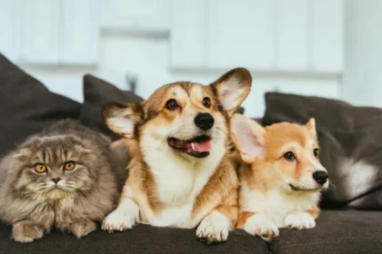 Estatuto dos Cães e Gatos prevê penas para quem maltratar animais