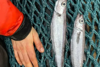 Peixes aparecem mortos em rio de SC e Defesa Civil investiga duas causas