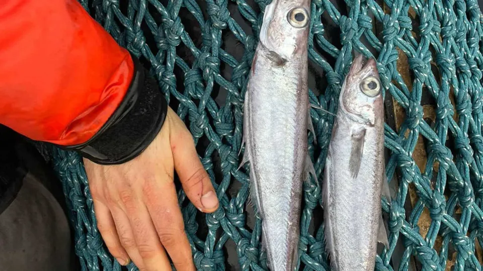 Peixes aparecem mortos em rio de SC e Defesa Civil investiga duas causas