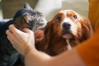 Senado aprova política de proteção a animais resgatados em desastres