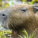 Capivara e anta brasileira, amigas, são sacrificadas em zoo na Inglaterra