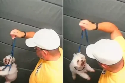 Guarda aposentado agride cãozinho dentro do elevador em SP; vídeo