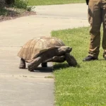 Tartaruga “foge” de instituto e mobiliza polícia nos EUA