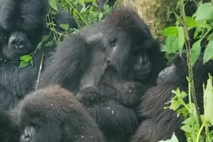 Nascimento raro de gêmeos gorilas surpreende parque na África; veja
