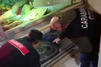 Anacondas, pítons e até crocodilo encontrados em cave de prédio na Itália