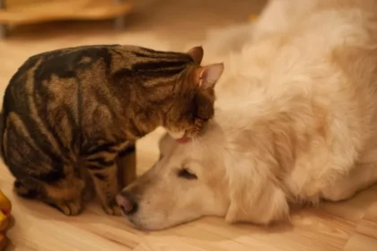 Lei define guarda compartilhada de pets; veja detalhes