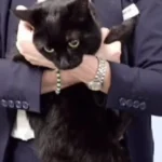 Cruzeiro salva marinheiro e gata