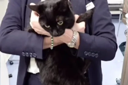 Cruzeiro salva marinheiro e gata