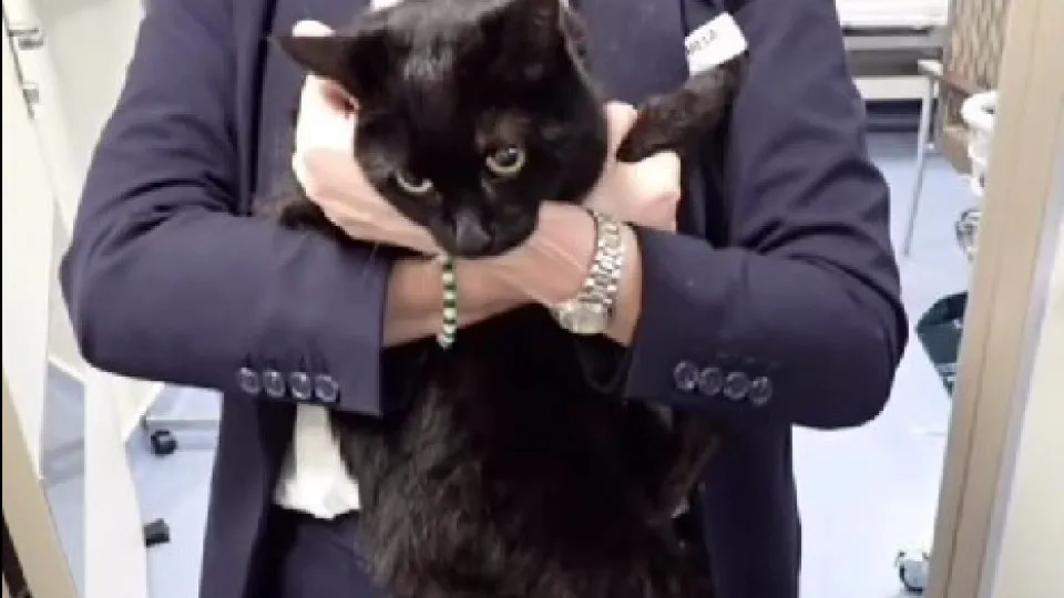 Cruzeiro salva marinheiro e gata