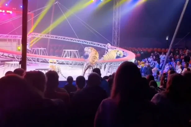 Tigre invade plateia após queda de proteção em circo na Rússia; veja