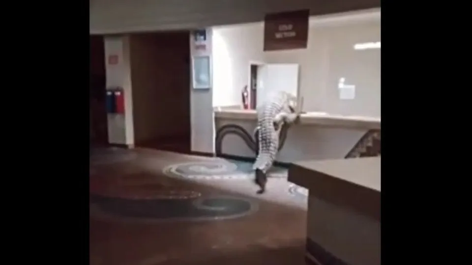 Vídeo: crocodilo invade recepção de hotel e tenta subir no balcão