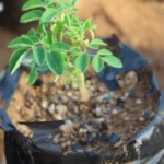 Estudo da UNESP aponta árvore