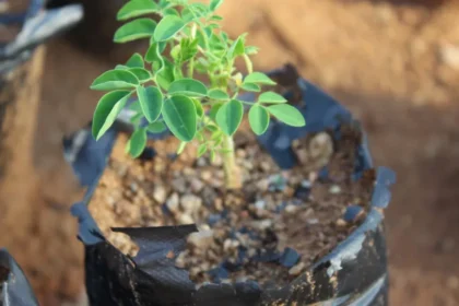 Estudo da UNESP aponta árvore