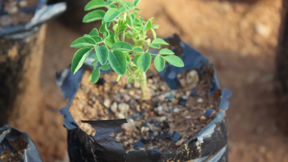 Estudo da UNESP aponta árvore