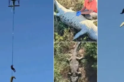 Restos mortais no estômago de crocodilo são de empresário português